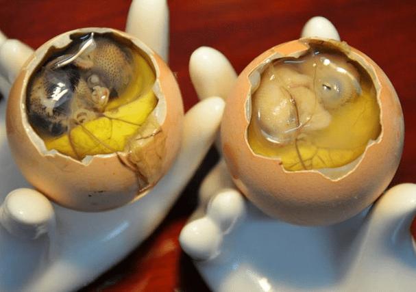 活珠子营养价值_活珠子与毛鸡蛋的区别_直播间卖的活珠子能吃吗