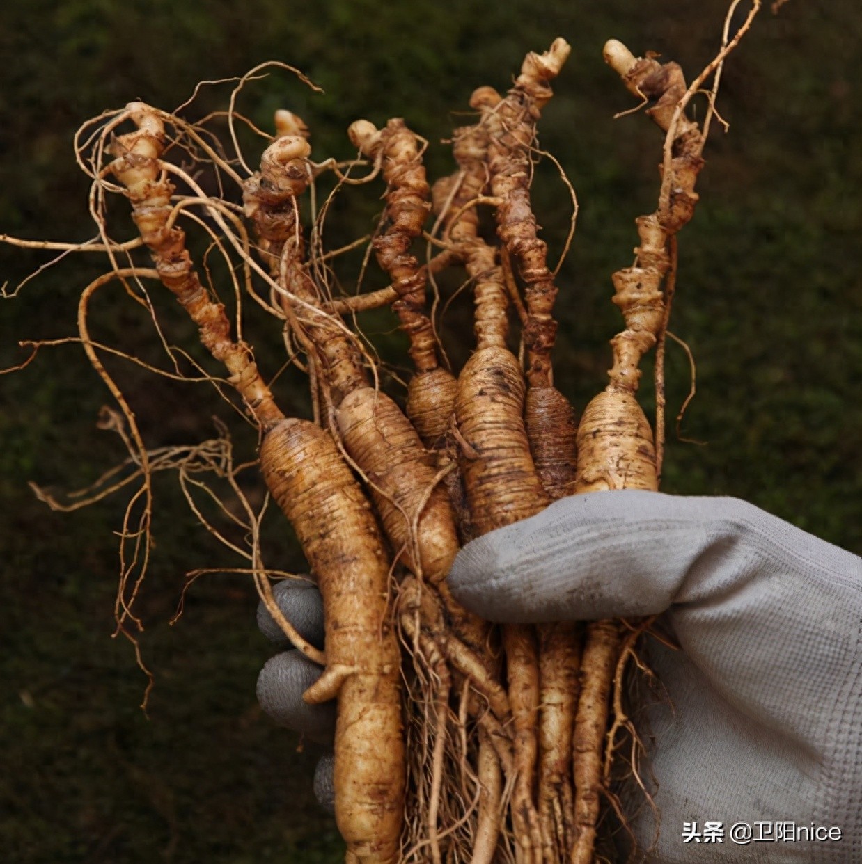 新手主播如何找可靠货源？四大方法揭秘，家乡特产成热门选择