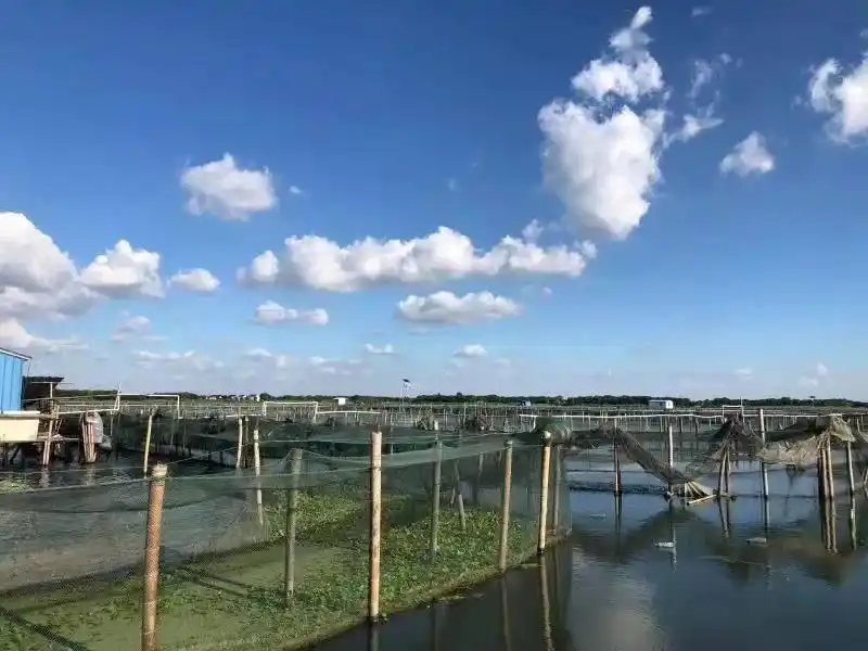 阳澄湖大闸蟹正宗产地 购买苏渔品牌蟹卡 阳澄湖大闸蟹协会认证防伪_卖大闸蟹微商广告词