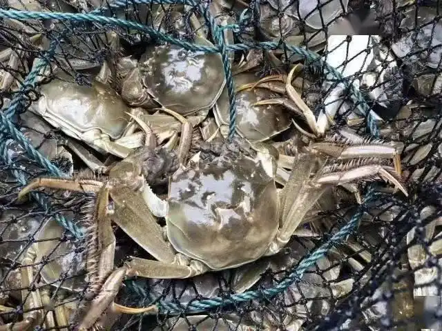 阳澄湖大闸蟹正宗产地 购买苏渔品牌蟹卡 阳澄湖大闸蟹协会认证防伪_卖大闸蟹微商广告词