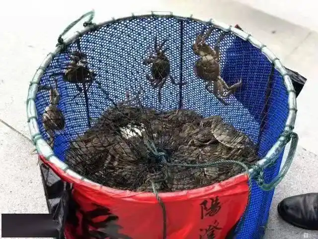 阳澄湖大闸蟹正宗产地 购买苏渔品牌蟹卡 阳澄湖大闸蟹协会认证防伪_卖大闸蟹微商广告词