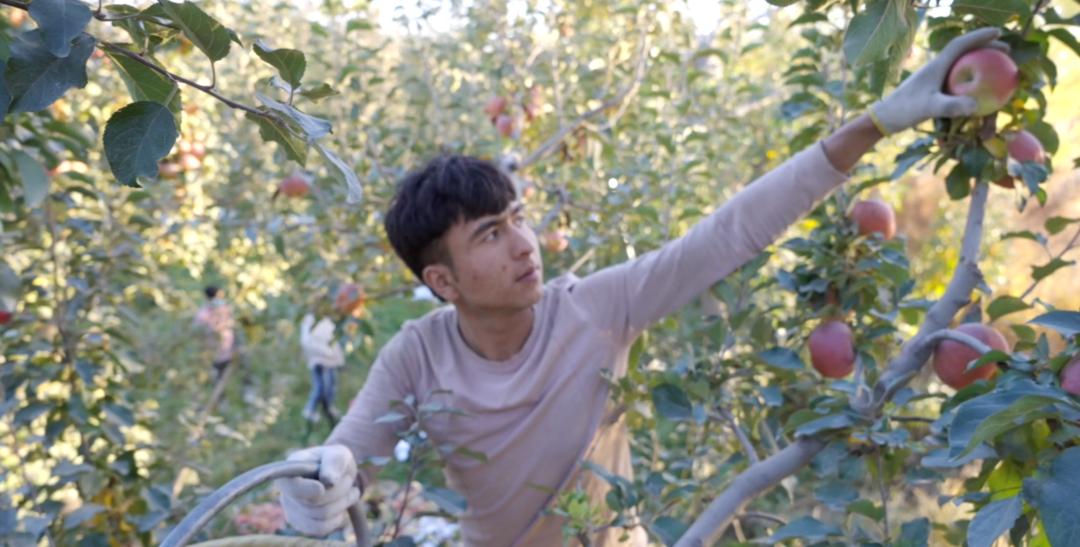 京东达人直播怎么开通的呢_京东11.11品牌销售破亿元新商家增长_京东11.11采销直播观看人数