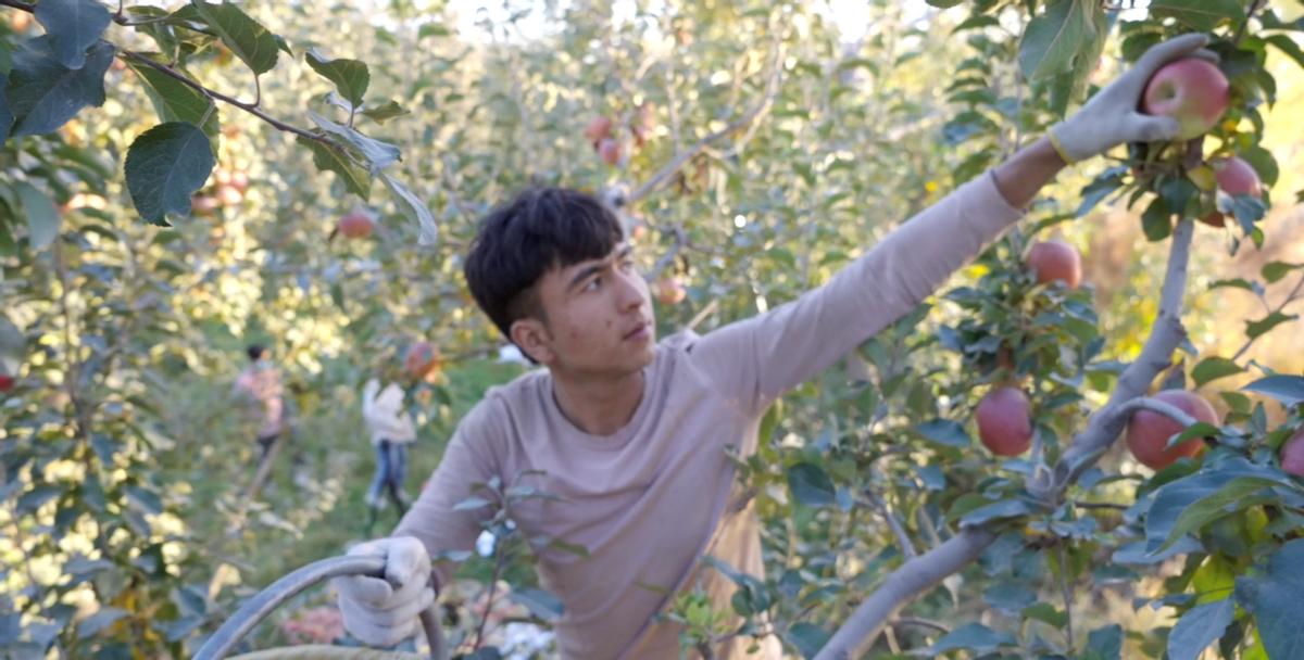 京东11.11新商家成交单量增长_京东11.11采销直播观看人数_京东达人直播怎么开通的呢